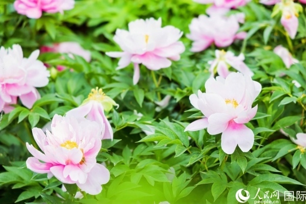 洛陽國家牡丹園牡丹盛開。 人民網(wǎng)記者 魯揚(yáng)攝
