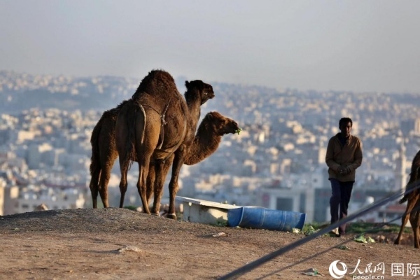 約旦首都阿曼街頭的駱駝。人民網(wǎng) 納達(dá)爾·達(dá)烏德攝
