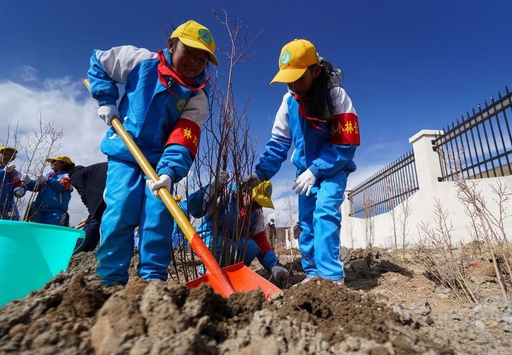 2025年4月25日，西藏那曲市小學生在植樹。新華社記者 晉美多吉 攝