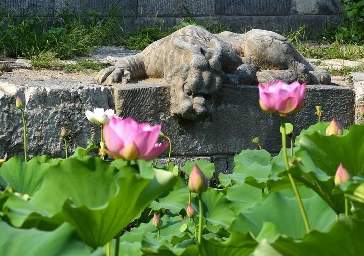 萬寧橋位于北京地安門外大街中部、什剎海東岸，是北京中軸線上最古老的橋梁，至今已有700多年歷史。近年來，北京市持續(xù)為萬寧橋“瘦身減負(fù)”，橋體風(fēng)貌得以完整展現(xiàn)，方便游客走近欣賞，深入了解古橋承載的價值和內(nèi)涵。這是2023年7月18日拍攝的北京萬寧橋橋東的鎮(zhèn)水獸。